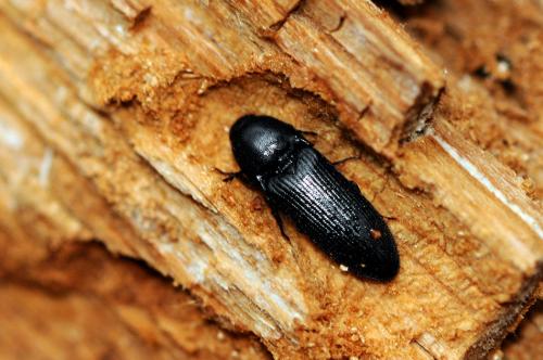 Ampedus scrofa