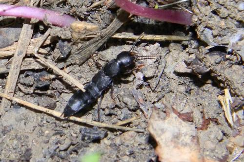 Réf. 63 522 : Ocypus sp.