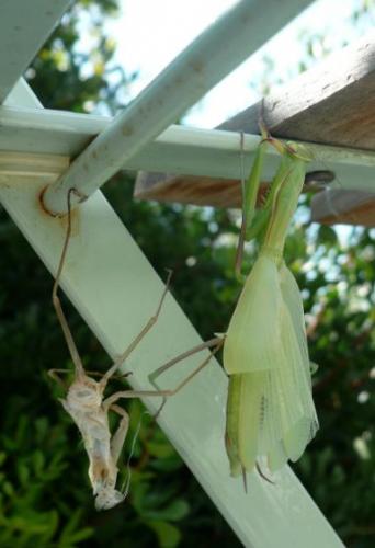 Réf. 64 046 : Mantis religiosa