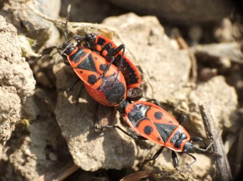 Réf. 64 945 : Pyrrhocoris apterus