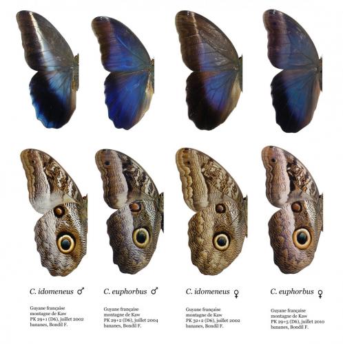 Caligo divers