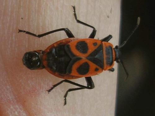 Réf. 64 879 : Pyrrhocoris apterus