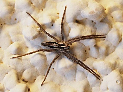 Réf. 64 113 : Pisaura mirabilis