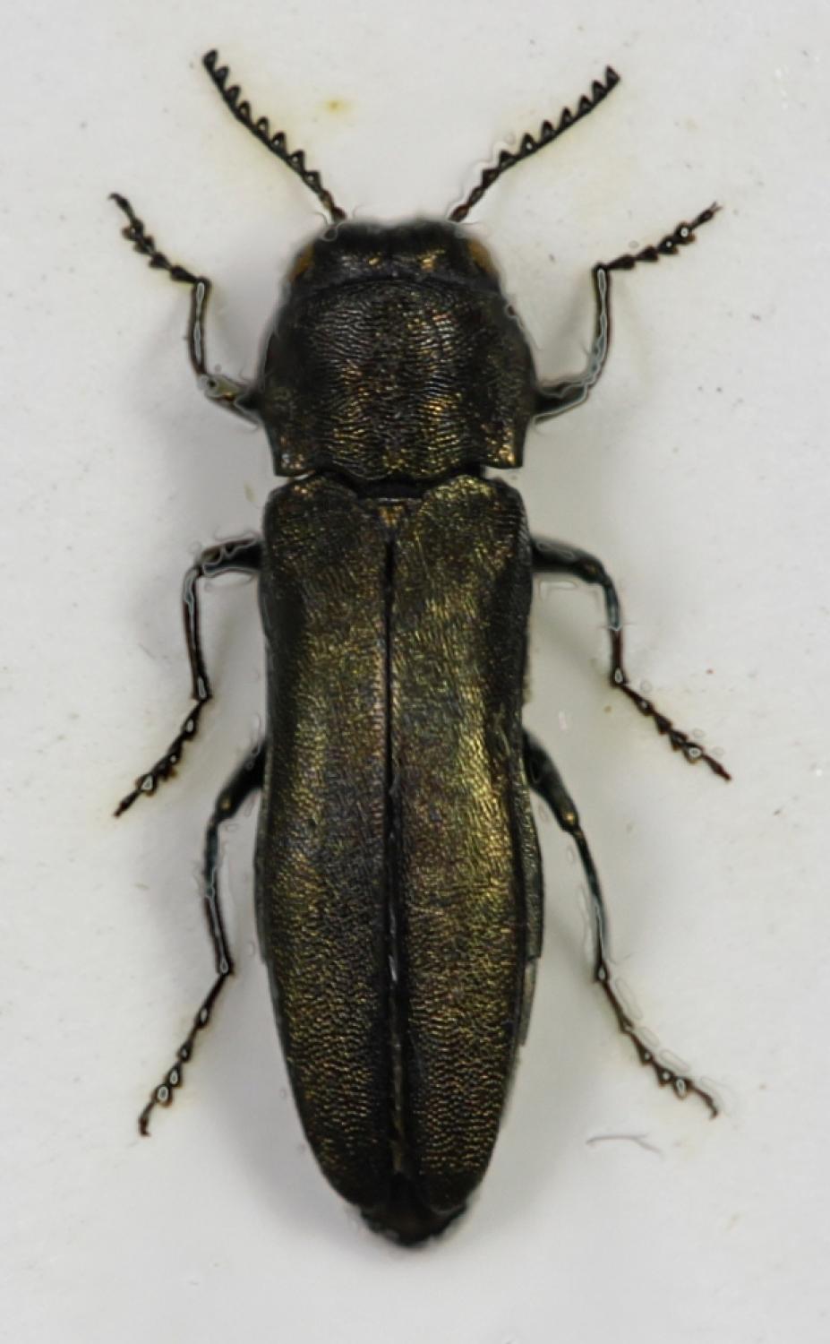 znort - Agrilus (Xeragrilus) albogularis artemisiae - réf. 64694 (927 x 1500 pixels, 98 ko)