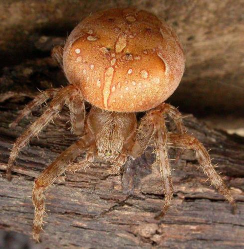 Réf. 65 289 : Araneus diadematus