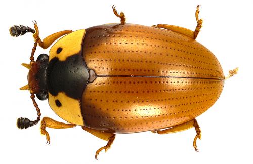 Apolybas triangularis