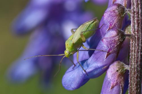 Closterotomus norwegicus
