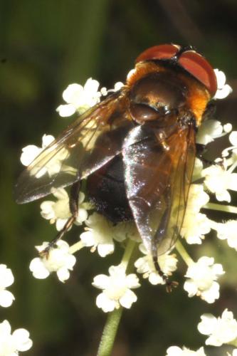 Réf. 65 565 : Phasia hemiptera