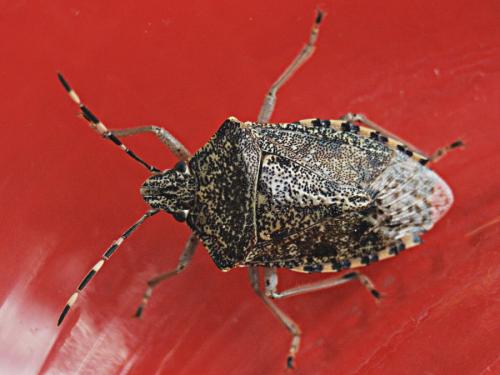 Réf. 65 058 : Rhaphigaster nebulosa