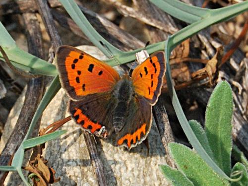 Réf. 66 409 : Lycaena phlaeas