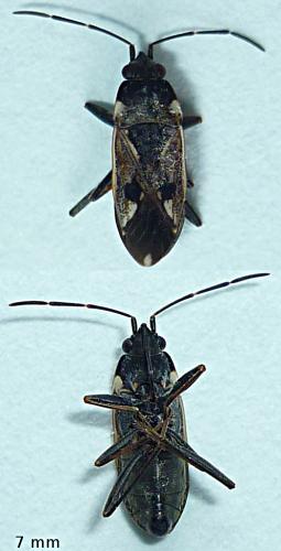 Réf. 66 685 : Rhyparochromus vulgaris