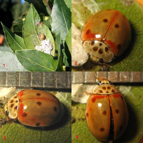 Réf. 66 842 : Adalia decempunctata