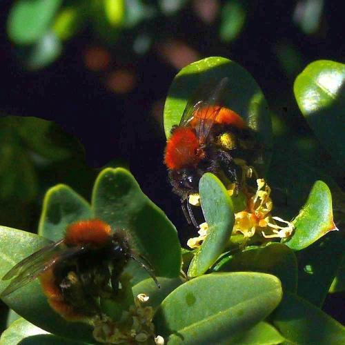 Réf. 67 543 : Andrena fulva