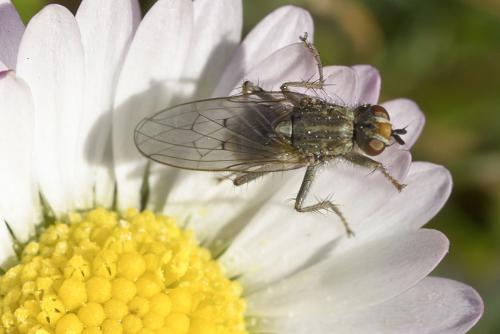 Réf. 67 794 : Scathophaga stercoraria