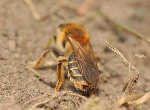 Réf. 67 567 : Andrena dorsata