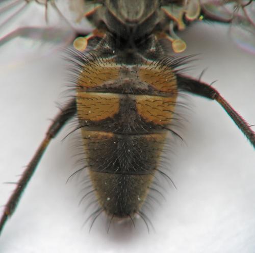 Réf. 67 326 : Fannia canicularis