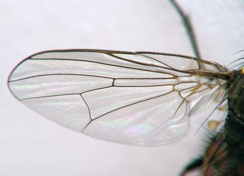 Réf. 67 325 : Fannia canicularis
