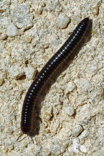 Cylindroiulus caeruleocinctus
