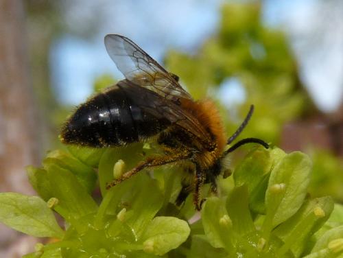 Réf. 67 731 : Andrena nitida