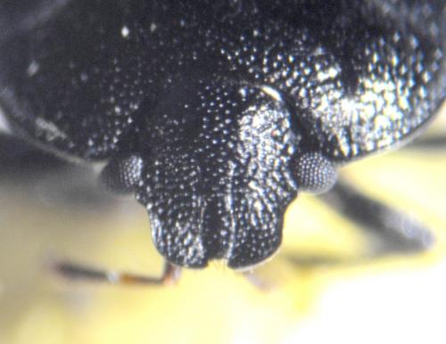Réf. 68 794 : Legnotus limbosus
