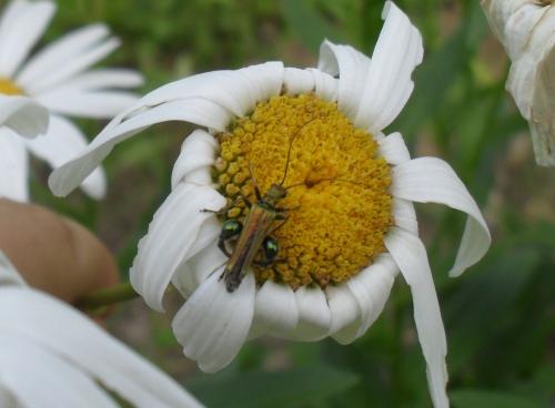 Réf. 68 298 : Oedemera nobilis