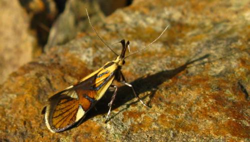 Réf. 69 793 : Alabonia geoffrella