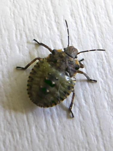 Pentatoma rufipes