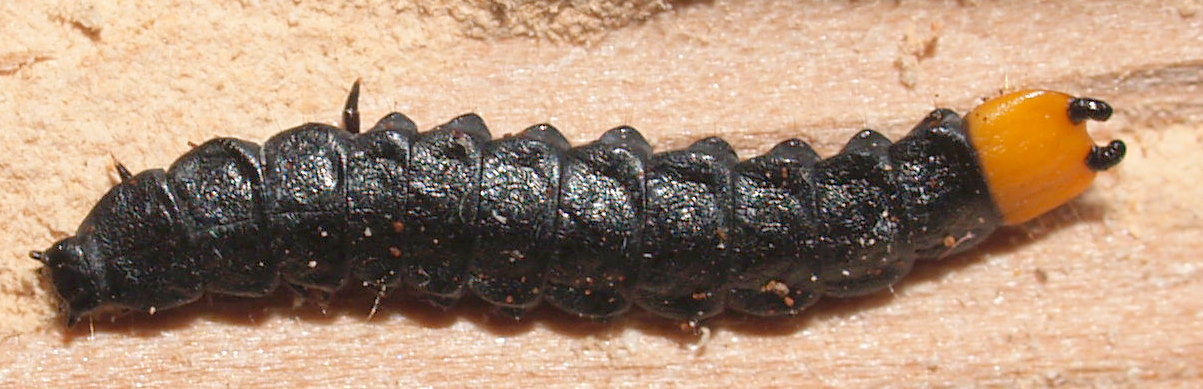 Gerard CHEMIN - Lygistopterus sanguineus - réf. 69447 (1203 x 389 pixels, 129 ko)