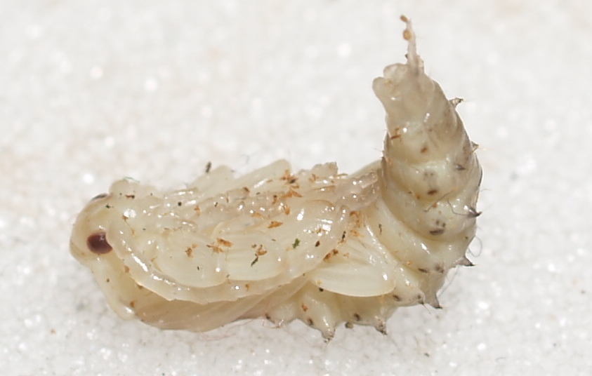 Gerard CHEMIN - Lygistopterus sanguineus - réf. 69150 (843 x 536 pixels, 107 ko)