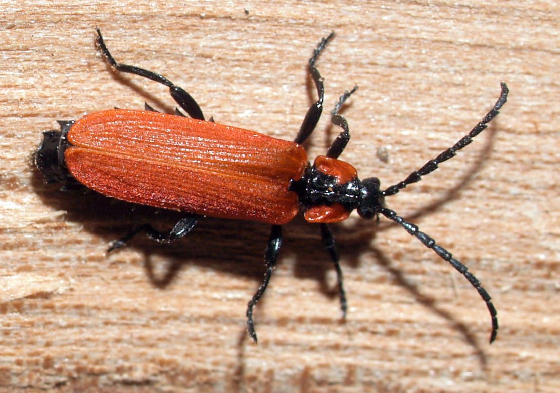 Gerard CHEMIN - Lygistopterus sanguineus - réf. 69449 (1114 x 781 pixels, 184 ko)