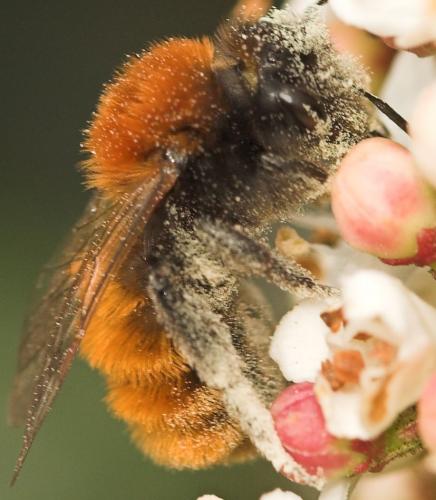 Réf. 7 493 : Andrena fulva