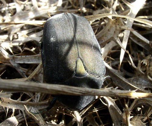 Réf. 7 933 : Protaetia afflicta