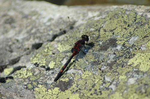 Réf. 7 396 : Leucorrhinia dubia