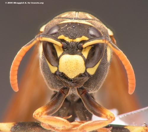 Réf. 7 738 : Polistes dominula