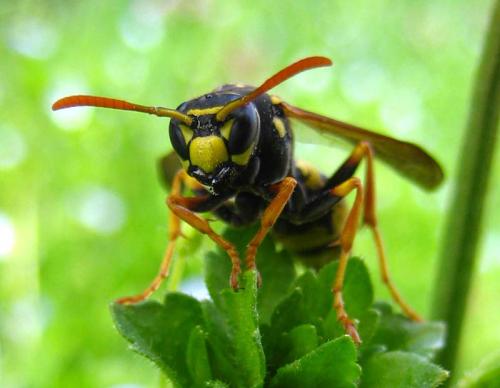 Réf. 7 981 : Polistes dominula