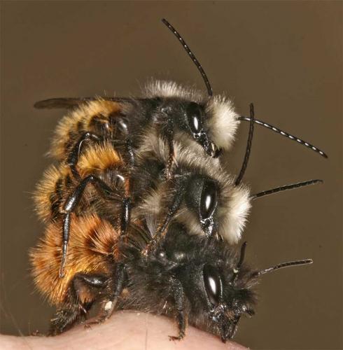 Réf. 7 547 : Osmia cornuta