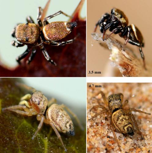 Réf. 70 819 : Heliophanus tribulosus