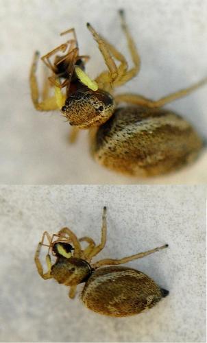 Réf. 70 246 : Heliophanus tribulosus
