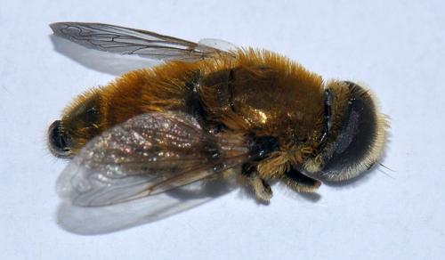 Réf. 70 897 : Merodon sp.