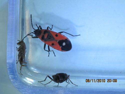 Réf. 70 499 : Melanocoryphus albomaculatus