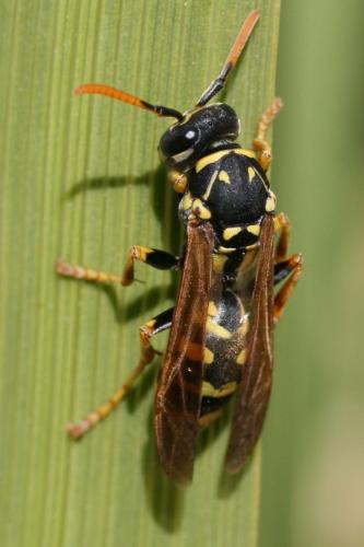 Réf. 71 267 : Polistes dominula