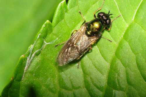 Réf. 71 886 : Chloromyia formosa