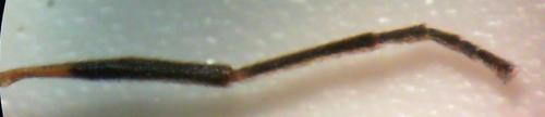 Réf. 71 508 : Chloromyia formosa