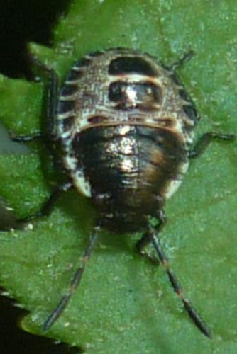 Réf. 71 287 : Rhaphigaster nebulosa