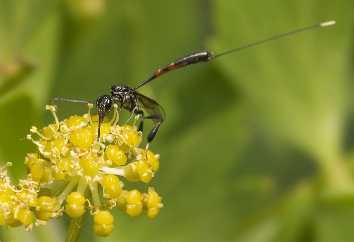 Danielle Bonardelle - Gasteruption sp. - réf. 71354 (1500 x 1028 pixels, 96 ko)