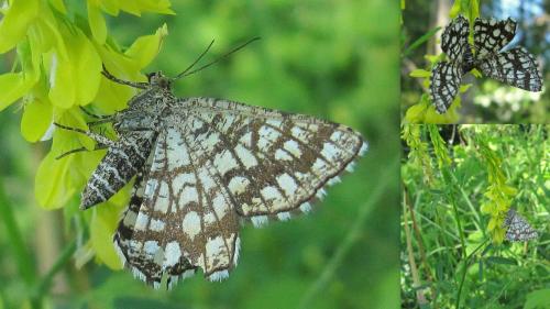 Réf. 72 900 : Chiasmia clathrata