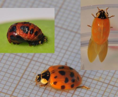 Harmonia axyridis