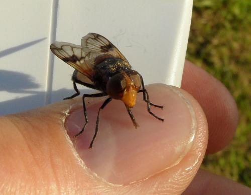 Réf. 72 864 : Volucella pellucens