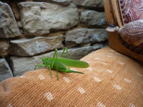 Tettigonia viridissima