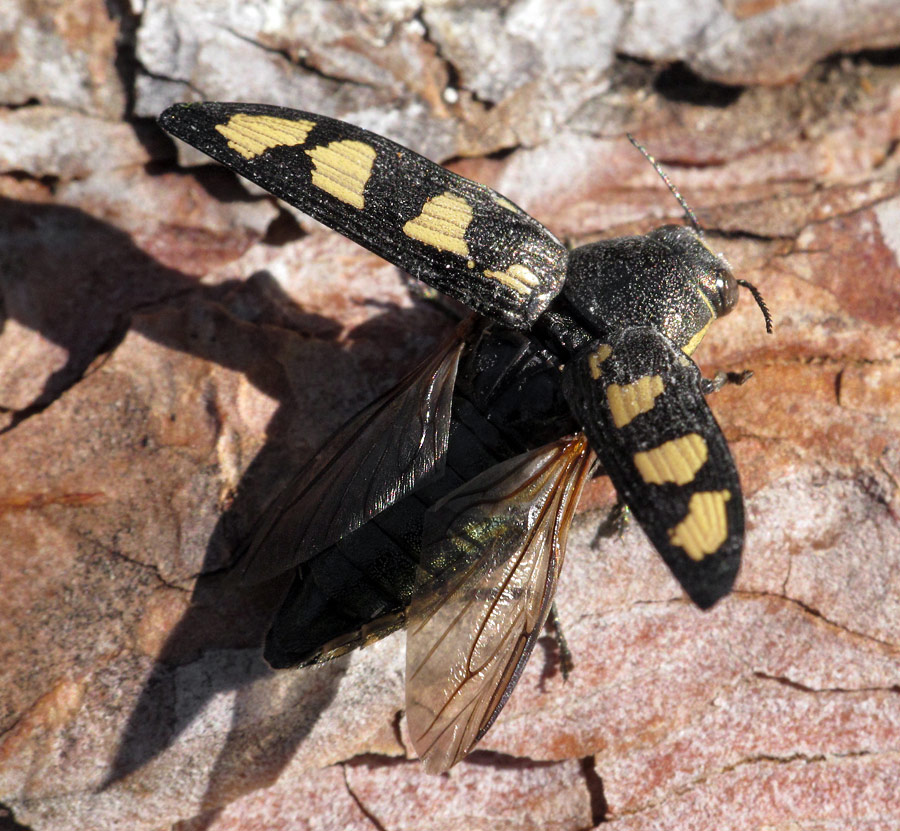 Fred Chevaillot - Buprestis (Buprestis) novemmaculata - réf. 73553 (900 x 831 pixels, 215 ko)